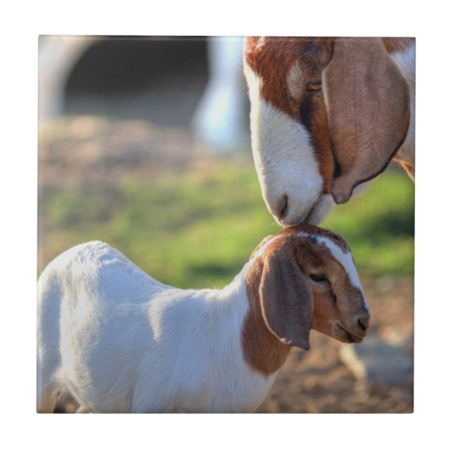 Mother goat kissing her baby on head. ceramic tile (Front)