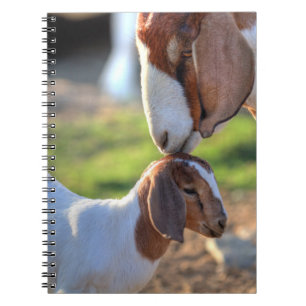 Mother goat kissing her baby on head. notebook