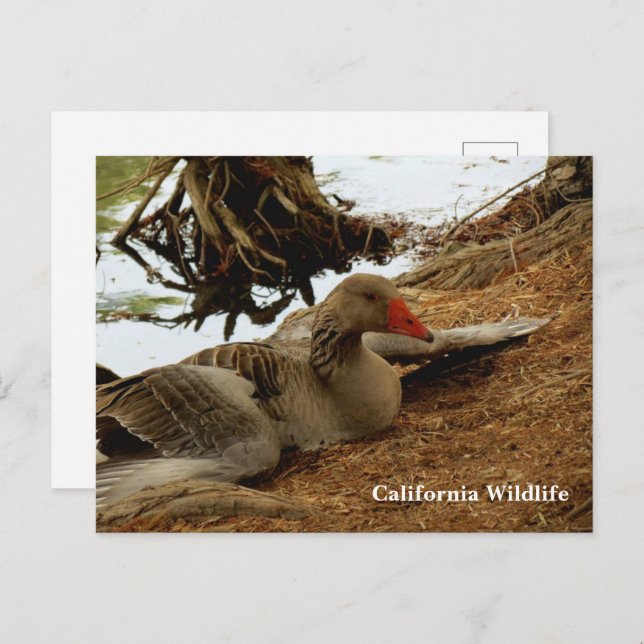 Mother Goose Postcard (Front/Back)