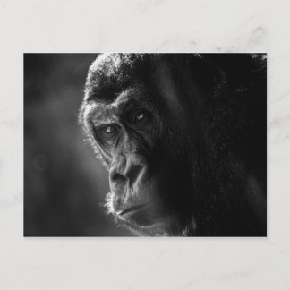 Mother Gorilla Postcard