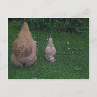 Mother Hen and its Chick Postcard