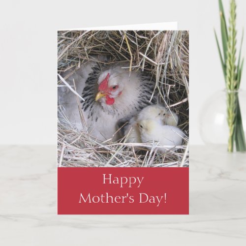 Mother Hen with New Chicks Greeting Card