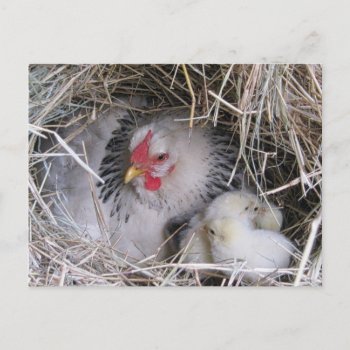 Mother Hen With New Chicks Postcard by PandaCatGallery at Zazzle