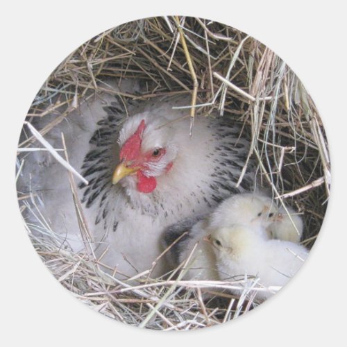 Mother Hen with New Chicks Stickers