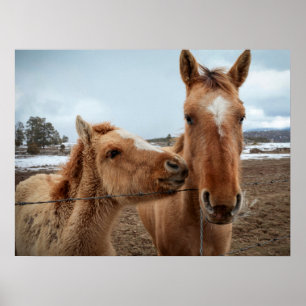 Mother Horse and Foal Poster