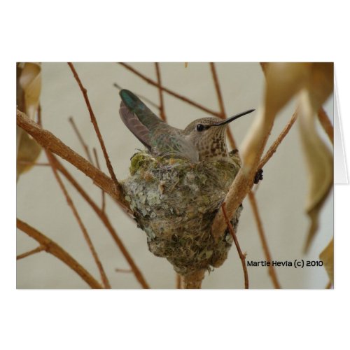 Mother Hummingbird