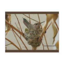 Mother Hummingbird | Blue Beach Song™ Postcard