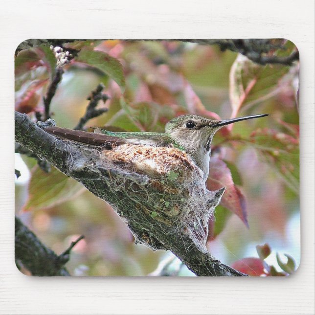 Mother hummingbird on nest - Mousepad (Front)
