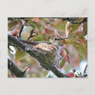 Mother Hummingbird on Nest Postcard