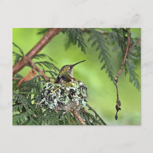 Mother Hummingbird on Nest Postcard (Front)