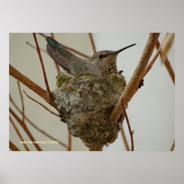Mother Hummingbird Poster (Front)