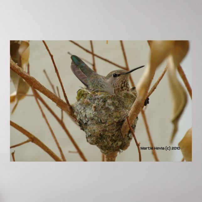 Mother Hummingbird - Print/Poster Poster (Front)