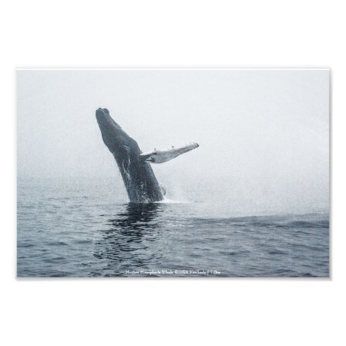 Mother Humpback Whale Photo Print