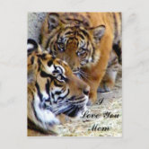 Animals~Mother Tiger Carrying Cub In Mouth~Vintage Postcard