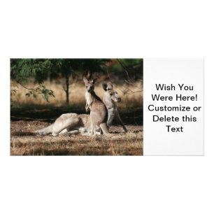 Mother Kangaroo and Joey Relaxing Card