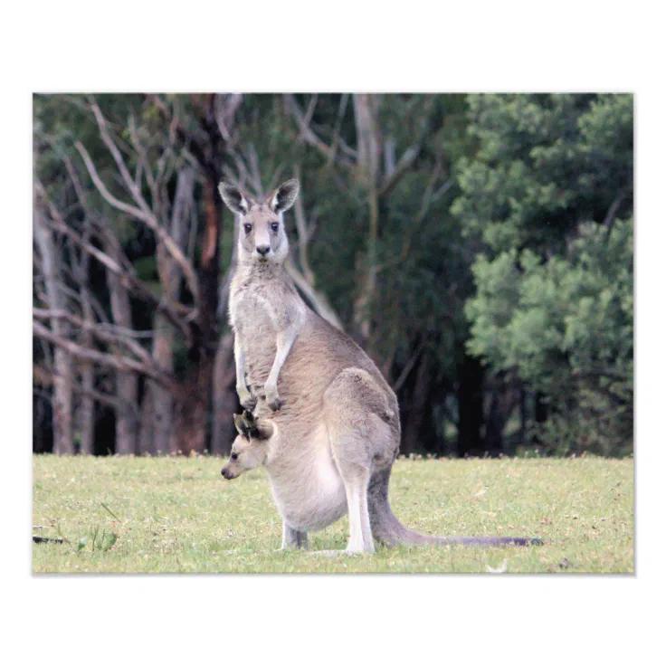 kangaroo with baby in pouch