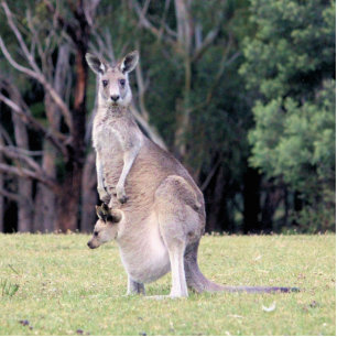 Mother Kangaroo with Baby Joey in Her Pouch Statuette
