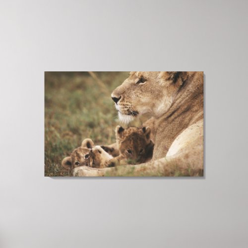 Mother Lion sitting with cubs Canvas Print