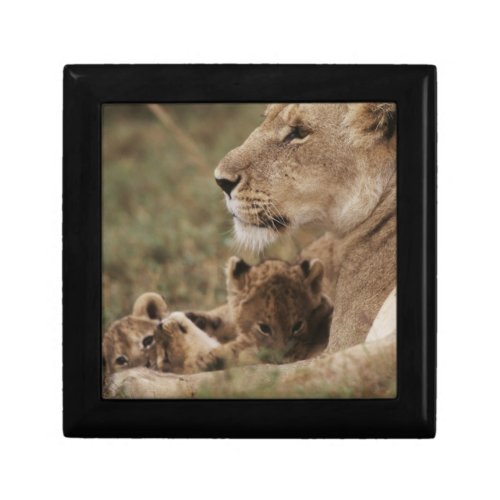 Mother Lion sitting with cubs Gift Box