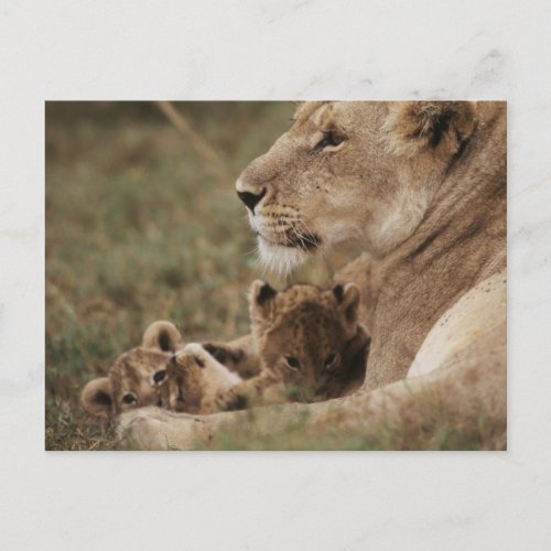 Mother Lion sitting with cubs Postcard
