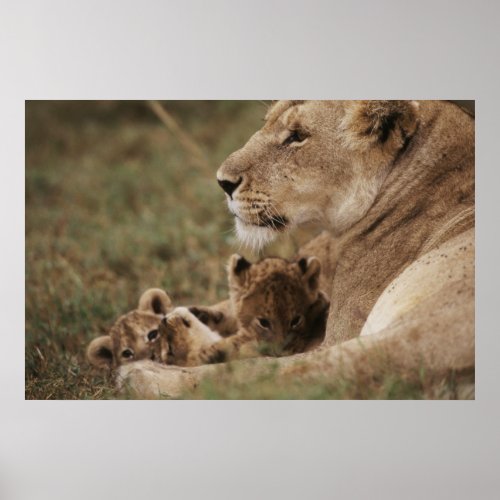 Mother Lion sitting with cubs Poster