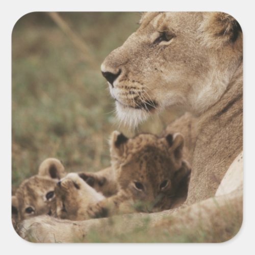 Mother Lion sitting with cubs Sticker