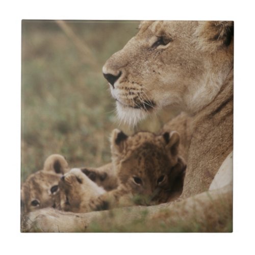 Mother Lion sitting with cubs Tile