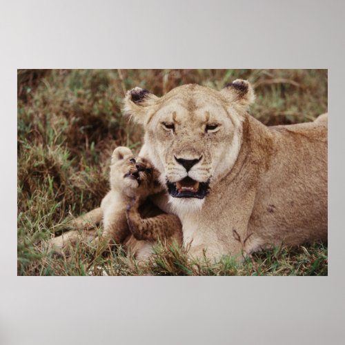 Mother lion sitting with her cub poster