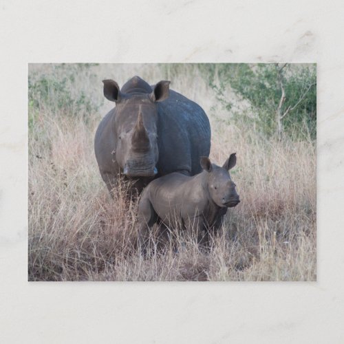 Mother Love _ Rhino Style Postcard