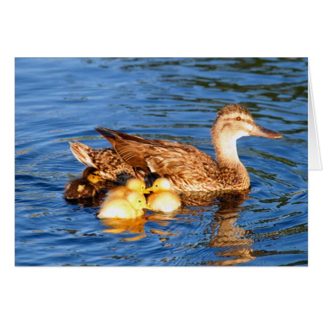Mother mallard with her duckllings cards (Front Horizontal)