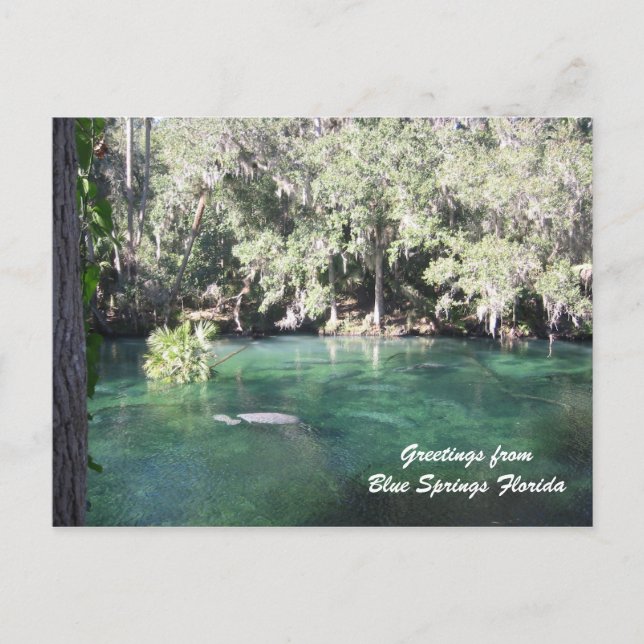 Mother Manatee with calf Blue Springs Personalize Postcard (Front)