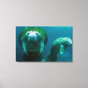 Mother manatee with her calf in Crystal River Canvas Print