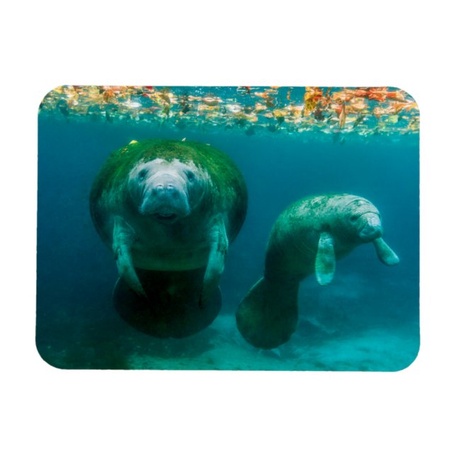 Mother manatee with her calf in Crystal River Magnet (Horizontal)