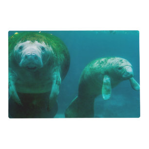 Mother manatee with her calf in Crystal River Placemat