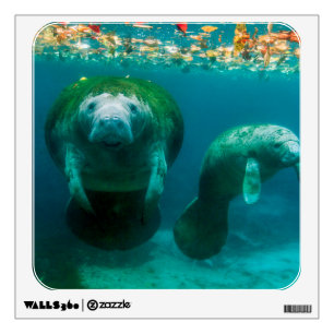 Mother manatee with her calf in Crystal River Wall Decal