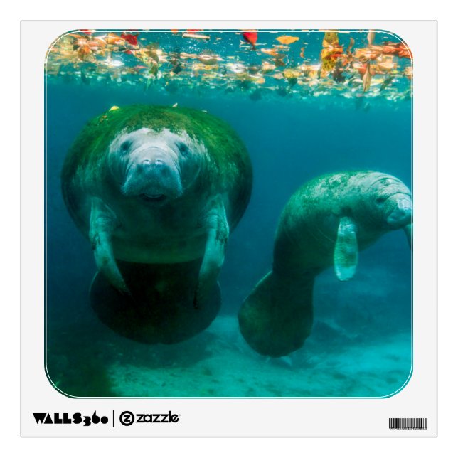 Mother manatee with her calf in Crystal River Wall Decal (Front)
