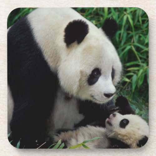 Mother panda and baby in the bamboo bush Wolong Beverage Coaster