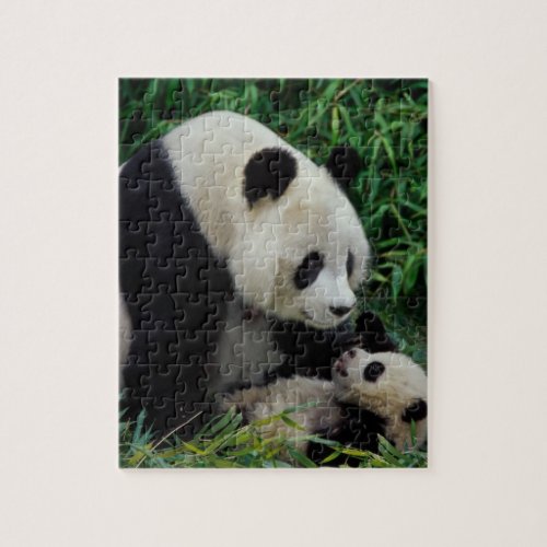 Mother panda and baby in the bamboo bush Wolong Jigsaw Puzzle