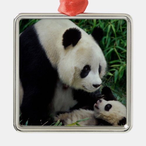 Mother panda and baby in the bamboo bush Wolong Metal Ornament