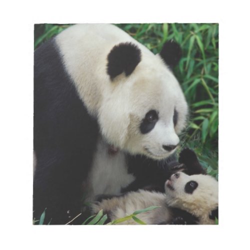 Mother panda and baby in the bamboo bush Wolong Notepad