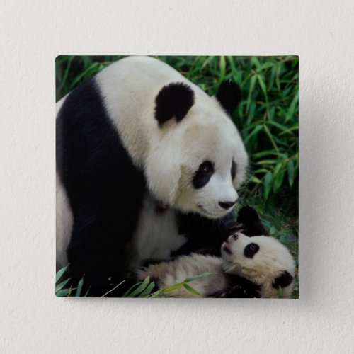 Mother panda and baby in the bamboo bush Wolong Pinback Button