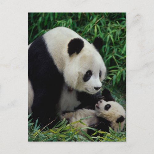 Mother panda and baby in the bamboo bush Wolong Postcard