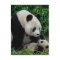 Mother panda and baby in the bamboo bush, Wolong