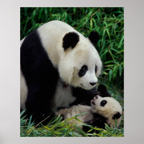 Mother panda and baby in the bamboo bush Wolong Poster