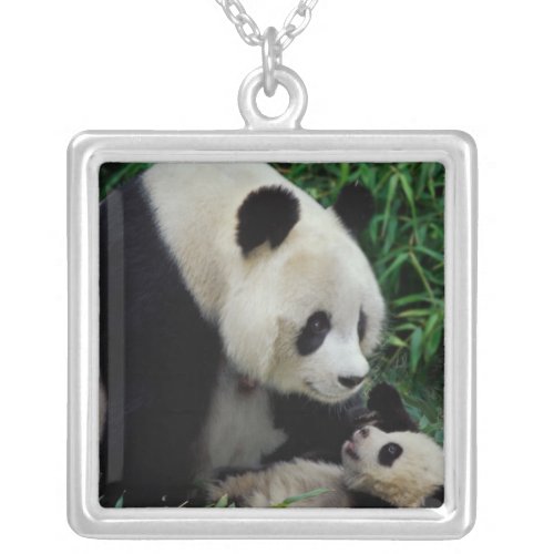 Mother panda and baby in the bamboo bush Wolong Silver Plated Necklace