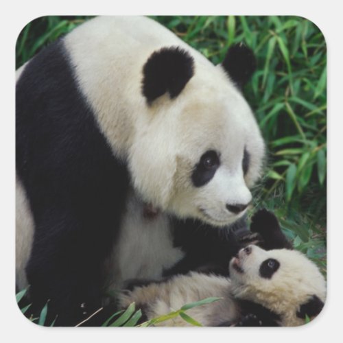 Mother panda and baby in the bamboo bush Wolong Square Sticker