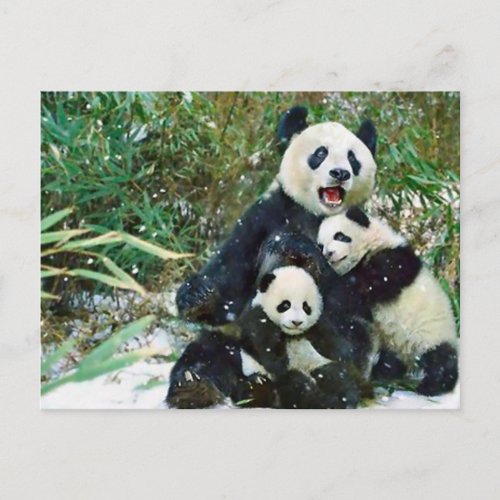 Mother Panda Postcard