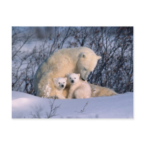 Mother Polar Bear Sitting with Twins, Postcard