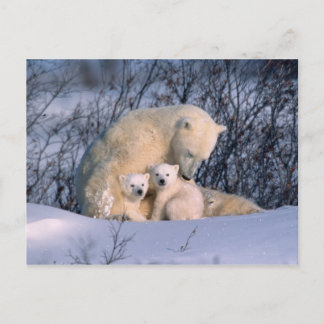 Mother Polar Bear Sitting with Twins, Postcard