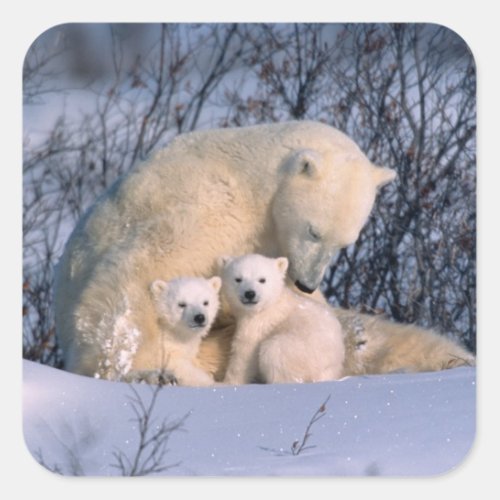 Mother Polar Bear Sitting with Twins Square Sticker
